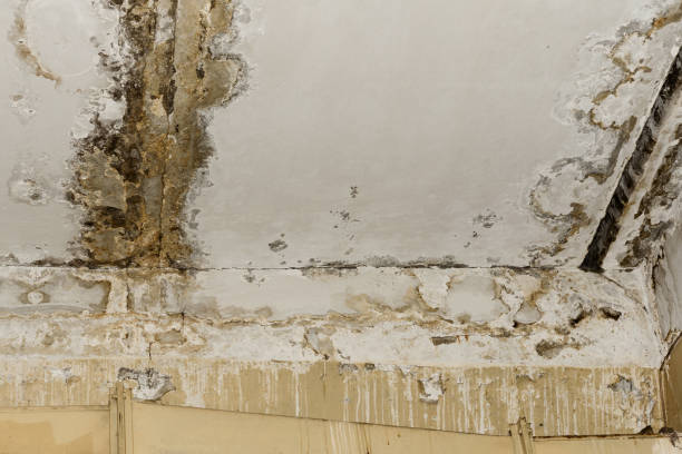 Best Water Damage & Mold Remediation  in New Castle, CO