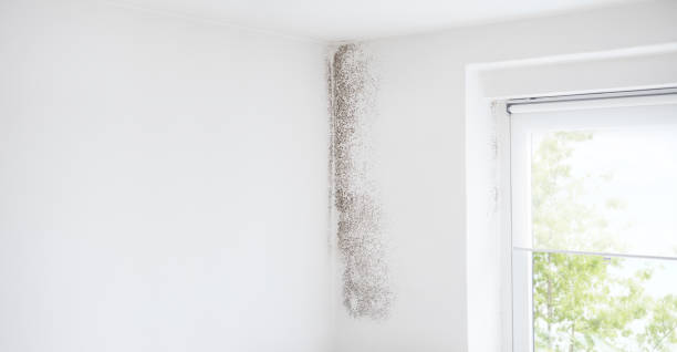 Best Real Estate Mold Inspection  in New Castle, CO