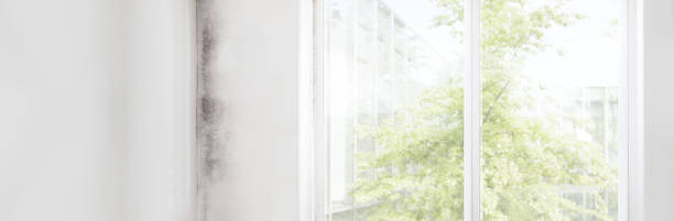 Best Mold Documentation for Insurance Claims  in New Castle, CO