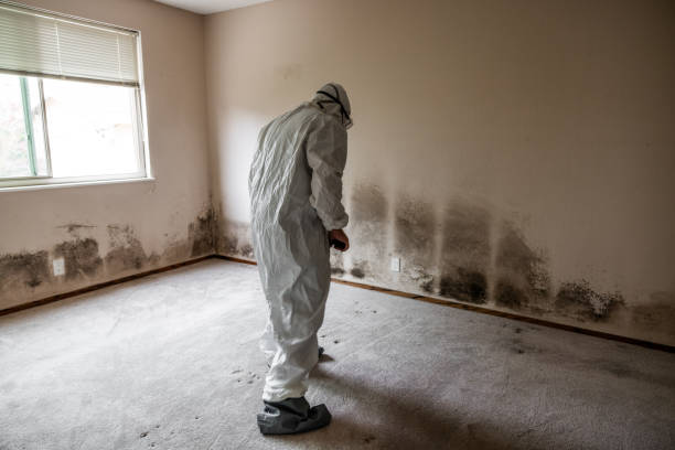 Trusted New Castle, CO Mold Removal Experts