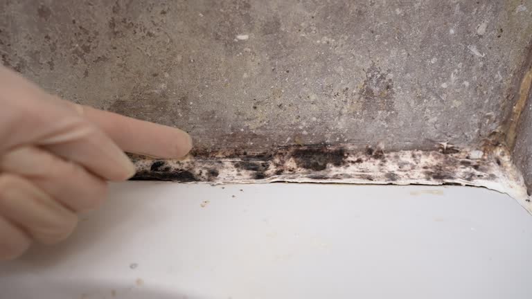 Best Mold Prevention Services  in New Castle, CO