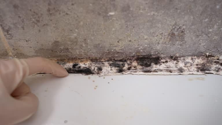 Best Asbestos and Lead Testing During Mold Inspection  in New Castle, CO